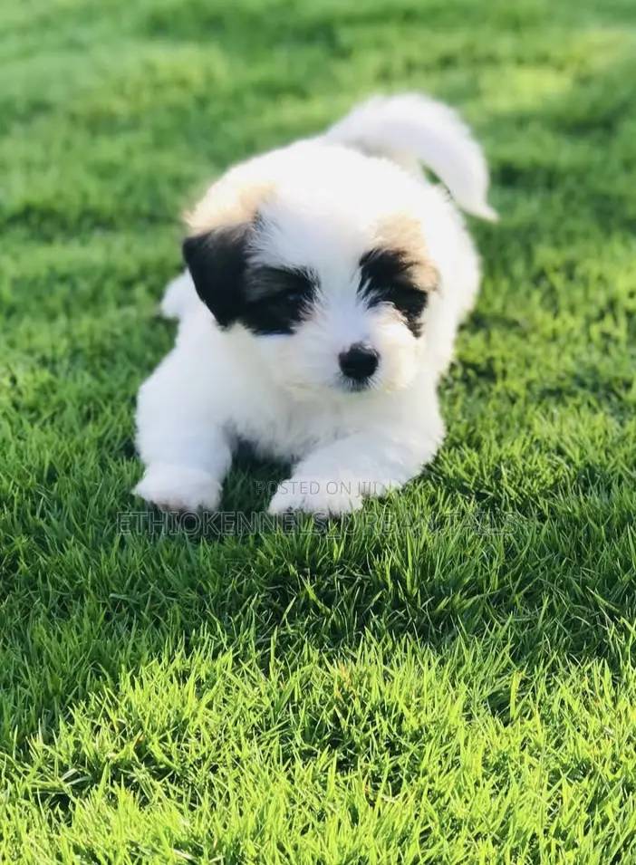 1-3 months Male Mixed Breed Maltese