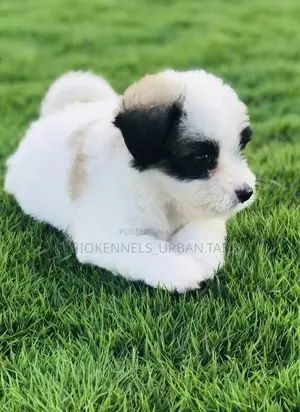1-3 months Male Mixed Breed Maltese