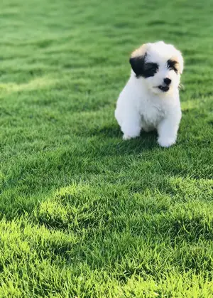 1-3 months Male Mixed Breed Maltese