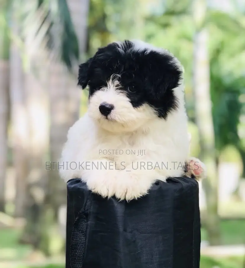 1-3 months Male Mixed Breed Maltese