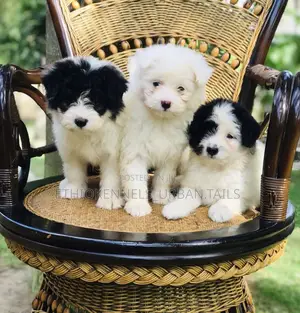 Photo - 1-3 months Male Mixed Breed Maltese
