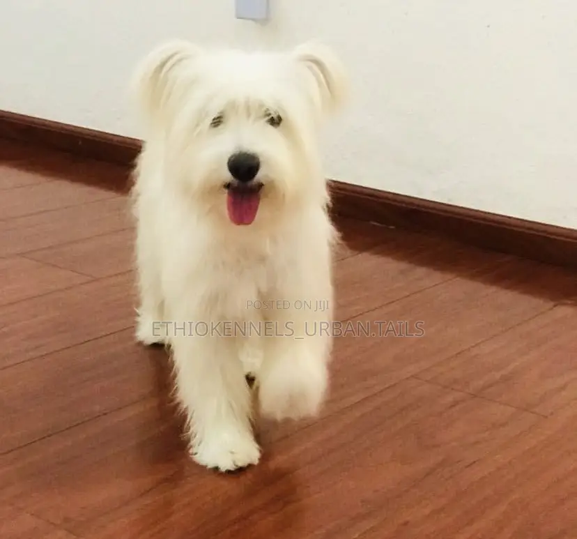 3-6 months Male Mixed Breed Maltese