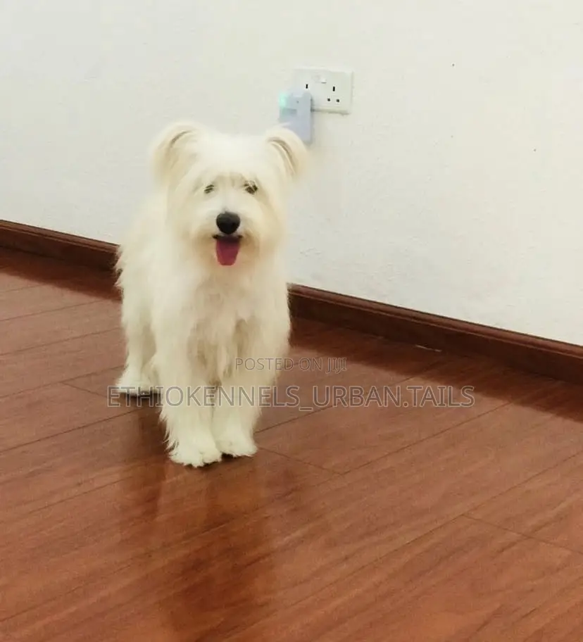 3-6 months Male Mixed Breed Maltese
