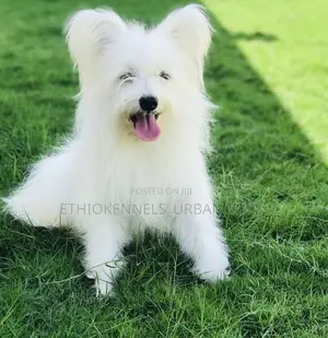Photo - 3-6 months Male Purebred Maltese