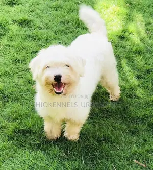3-6 months Male Purebred Maltese