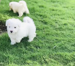 1-3 months Male Purebred Maltese