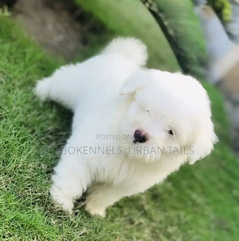 1-3 months Male Purebred Maltese