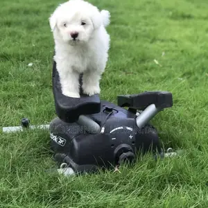 1-3 months Male Purebred Maltese