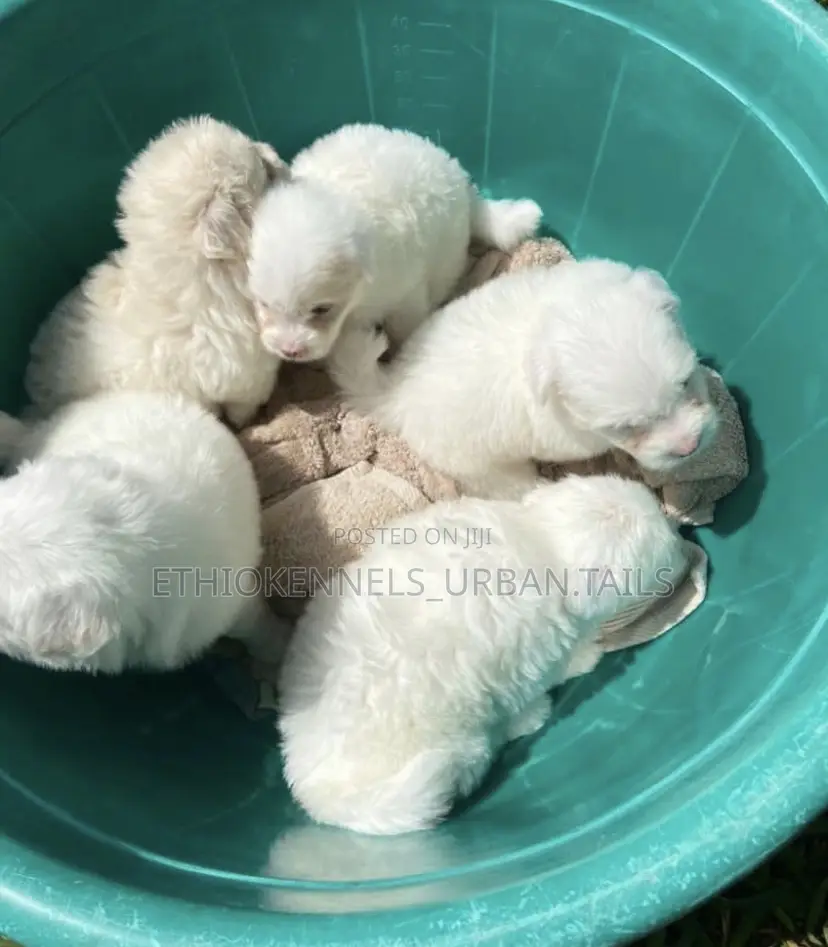 1-3 months Male Purebred Maltese