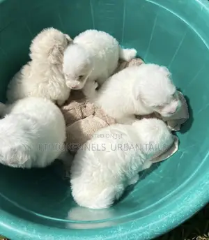 1-3 months Male Purebred Maltese