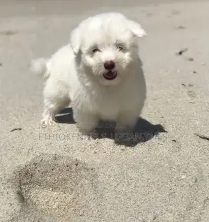 Photo - 1-3 months Male Purebred Maltese