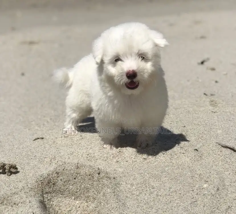 1-3 months Male Purebred Maltese