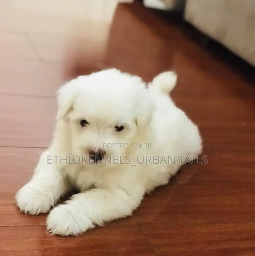 1-3 months Male Purebred Maltese