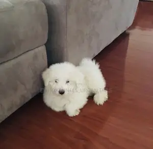 1-3 months Male Purebred Maltese