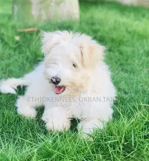 1-3 months Female Purebred Maltese