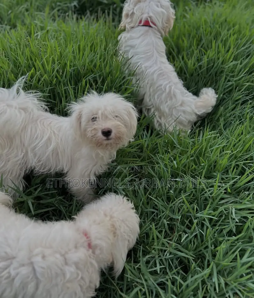 1-3 months Female Purebred Maltese