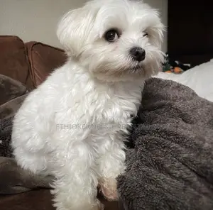 1-3 months Female Purebred Maltese