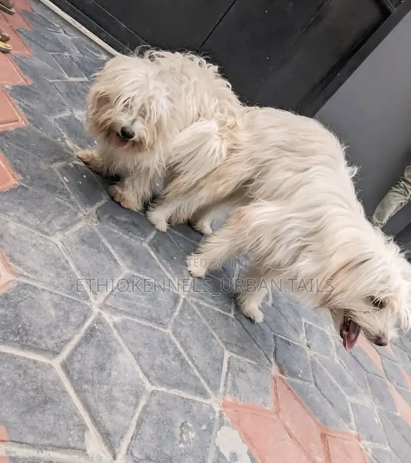 1-3 months Male Purebred Maltese