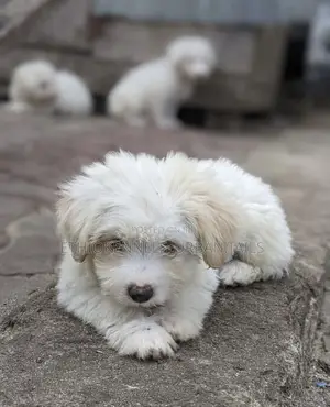 1-3 months Male Purebred Maltese
