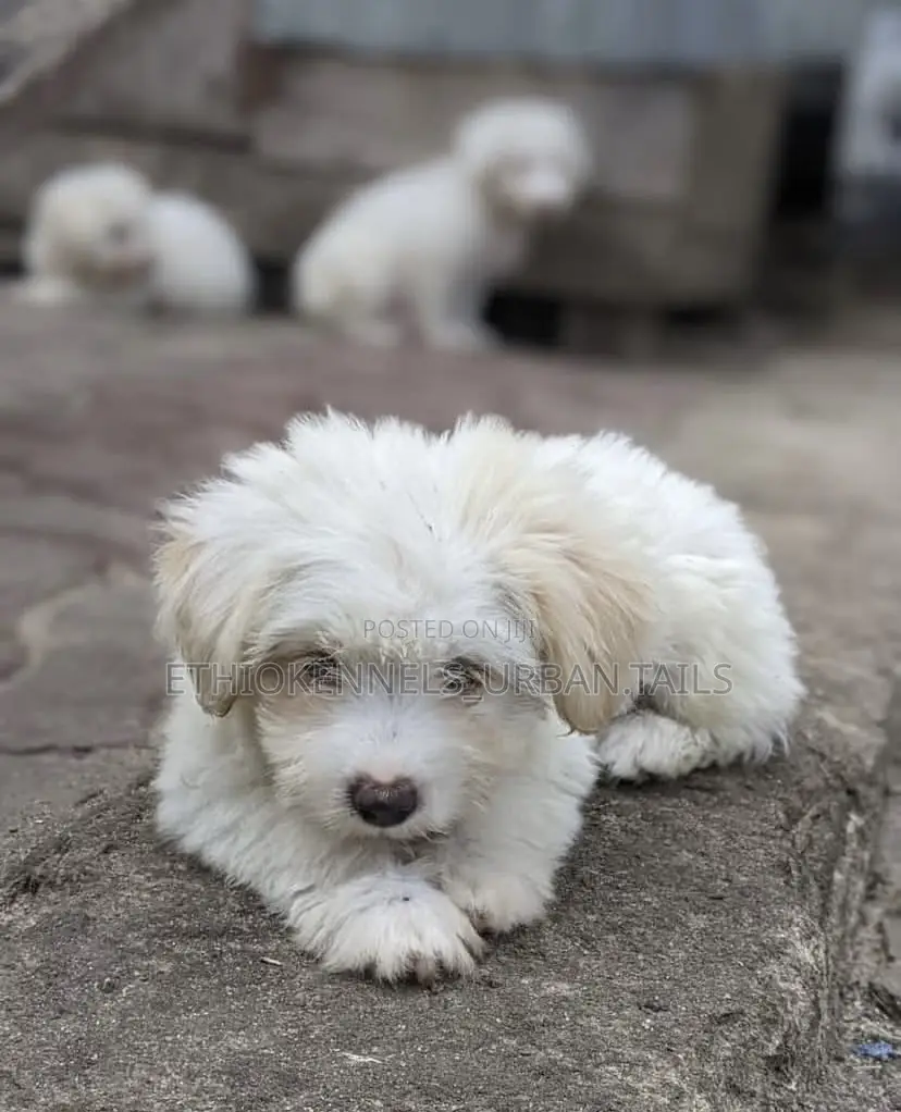 1-3 months Male Purebred Maltese