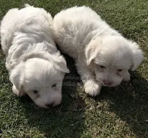 1-3 months Male Purebred Maltese
