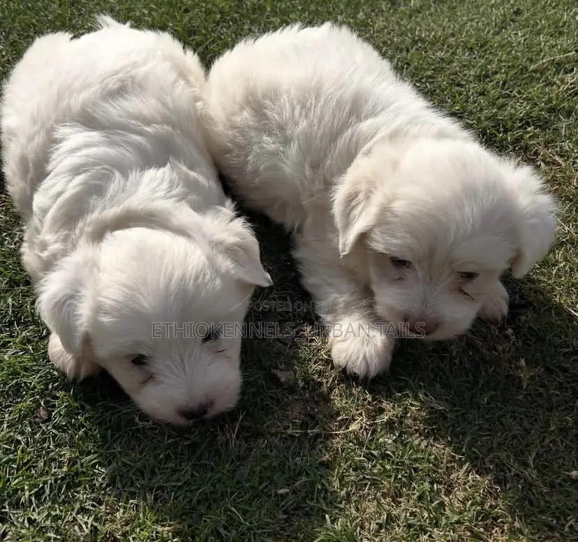 1-3 months Male Purebred Maltese