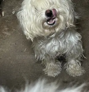 1-3 months Male Purebred Maltese