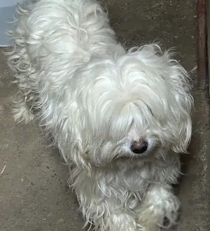 1-3 months Male Purebred Maltese