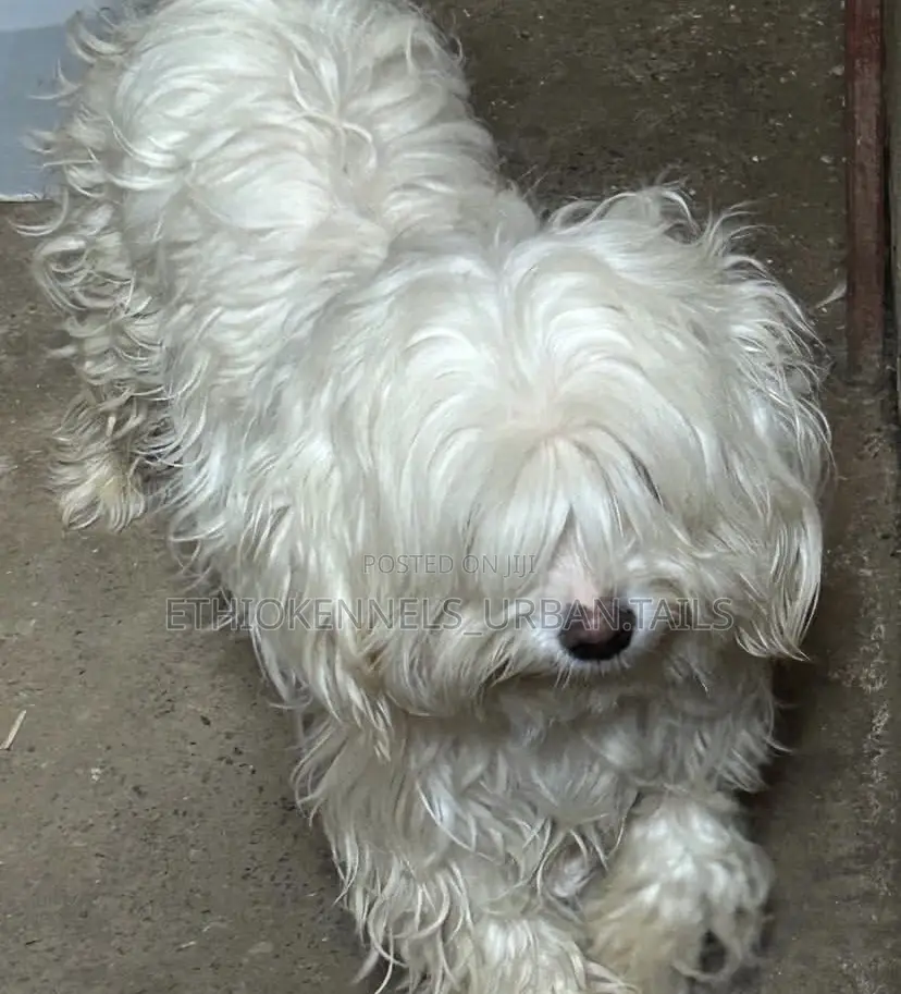 1-3 months Male Purebred Maltese