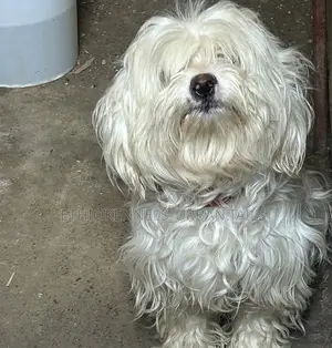 Photo - 1-3 months Male Purebred Maltese