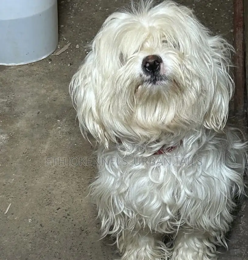 1-3 months Male Purebred Maltese