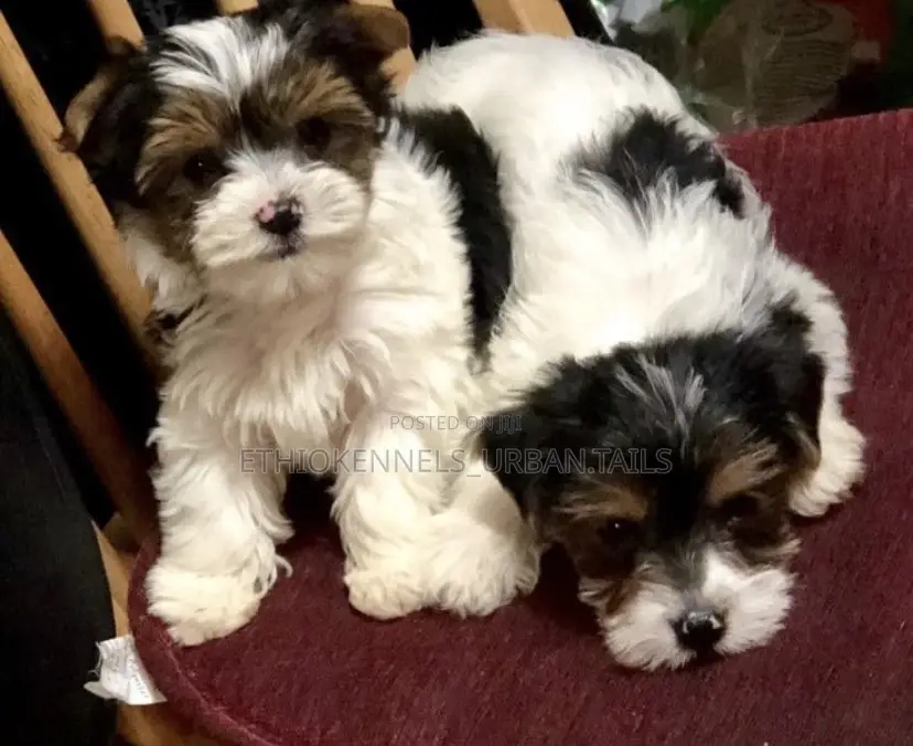 1-3 months Male Purebred Maltese