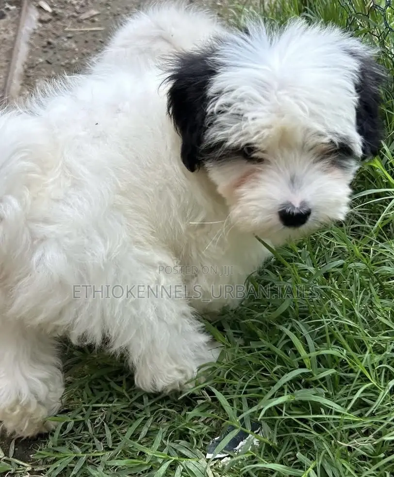1-3 months Male Purebred Maltese