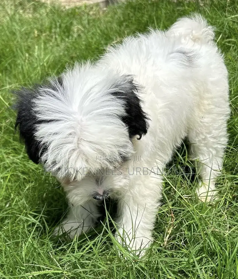 1-3 months Male Purebred Maltese