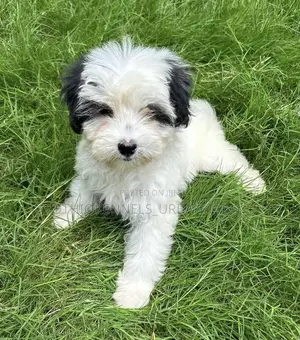 1-3 months Male Purebred Maltese