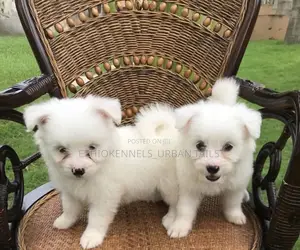 Photo - 1-3 months Male Purebred Maltese