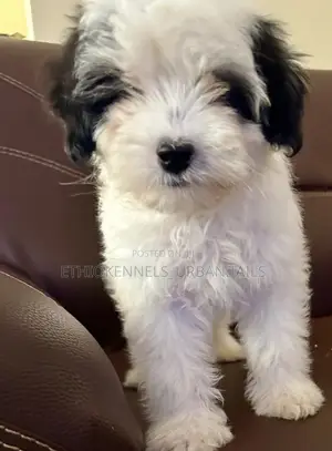 1-3 months Male Purebred Maltese