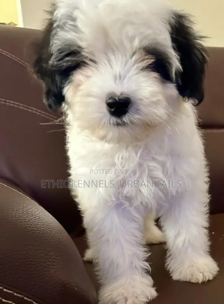 1-3 months Male Purebred Maltese