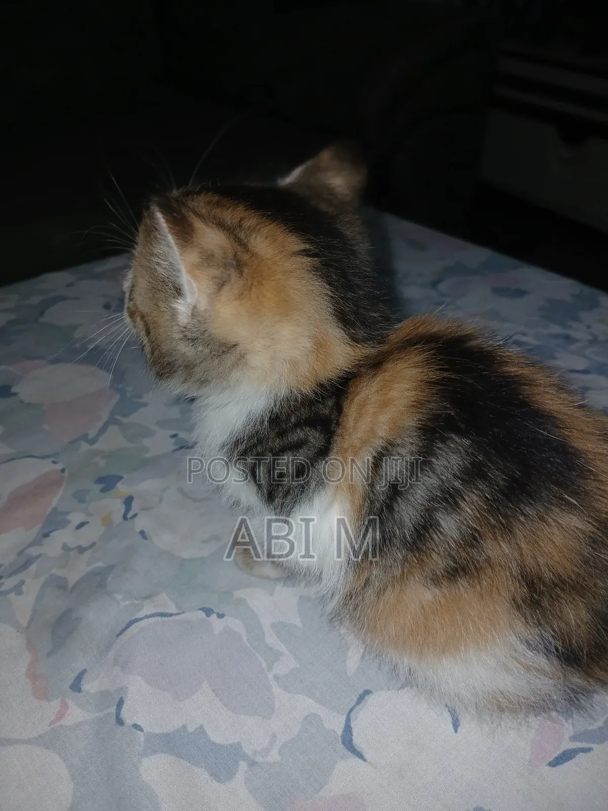 0-1 month Male Mixed Breed Abyssinian