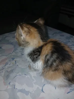Photo - 0-1 month Male Mixed Breed Abyssinian