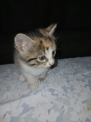 0-1 month Male Mixed Breed Abyssinian