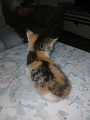 0-1 month Male Mixed Breed Abyssinian