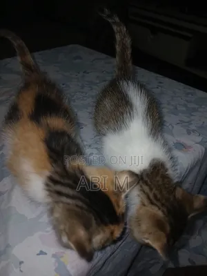 0-1 month Male Mixed Breed Abyssinian