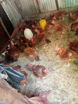 Photo - Chiken Farming