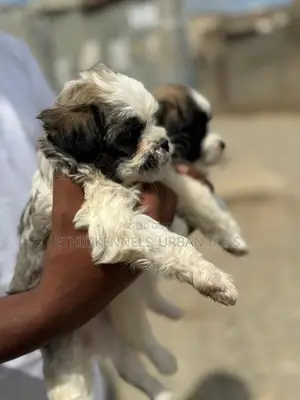 1-3 months Male Purebred Shih Tzu