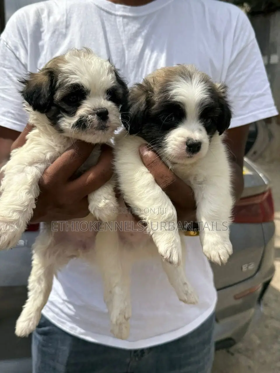 1-3 months Male Purebred Shih Tzu