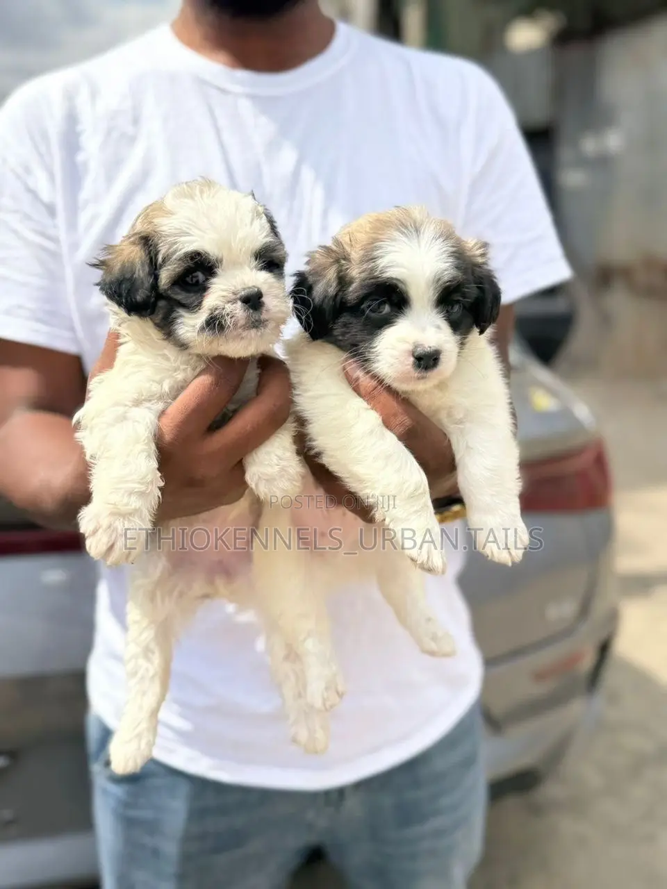 1-3 months Male Purebred Shih Tzu