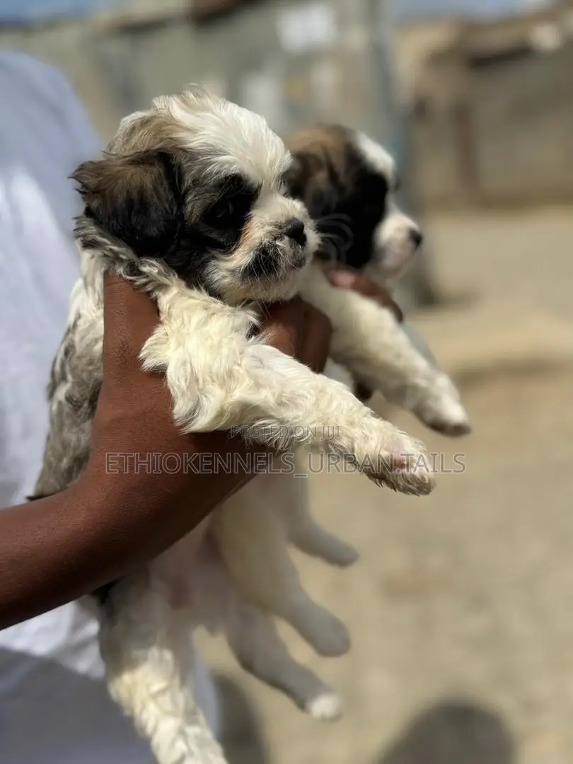 1-3 months Male Purebred Shih Tzu