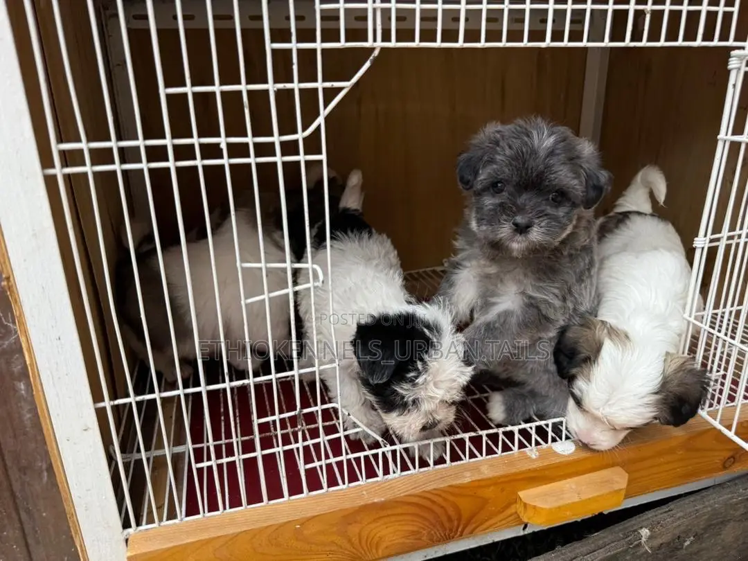 1-3 months Male Purebred Maltese