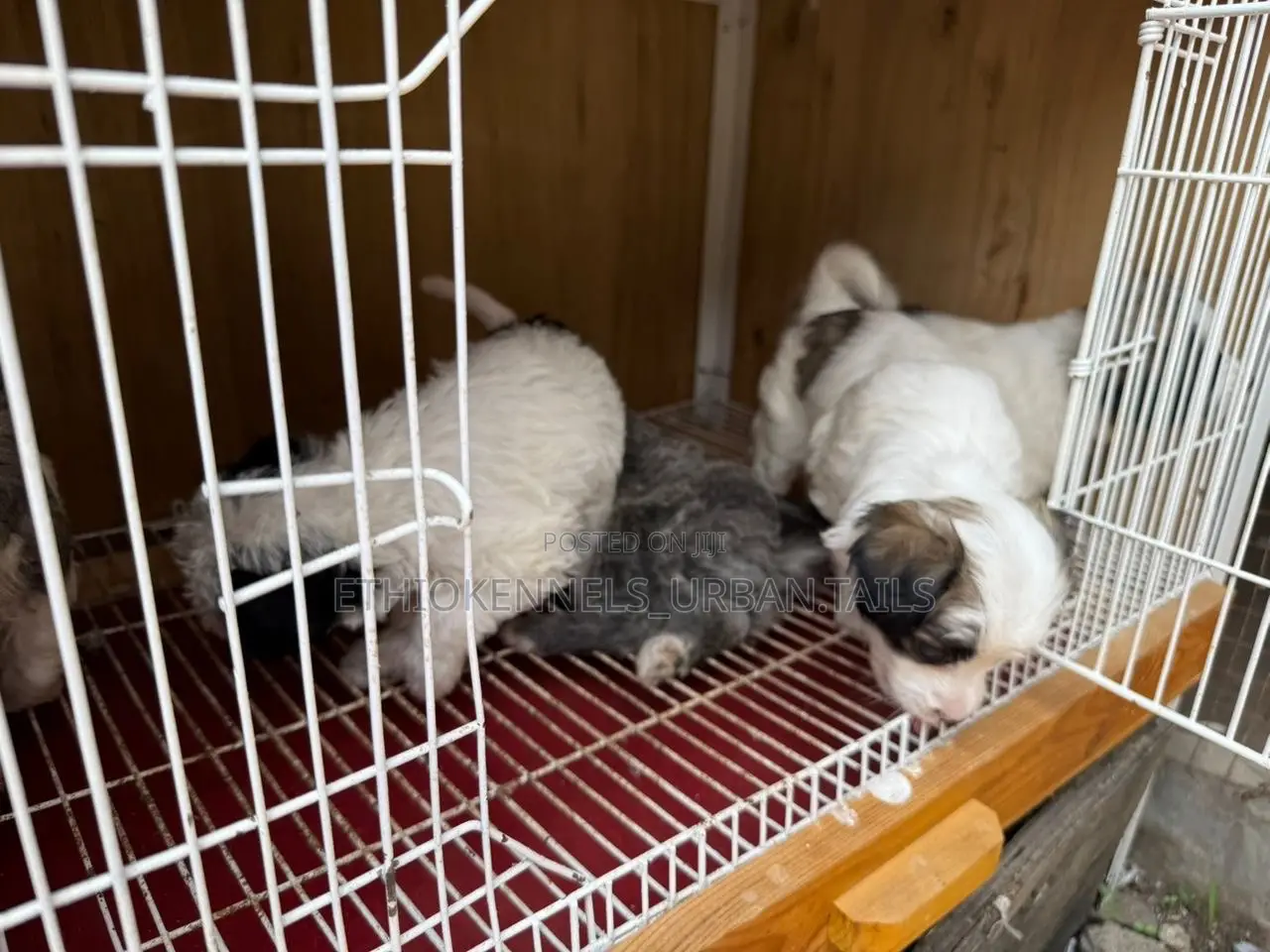 1-3 months Male Purebred Maltese